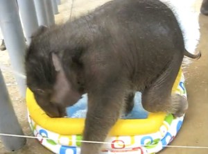 baby pool elephant