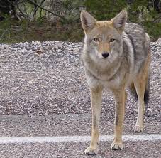 coyote