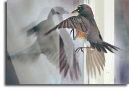 bird into window