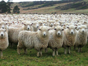 sheep herd