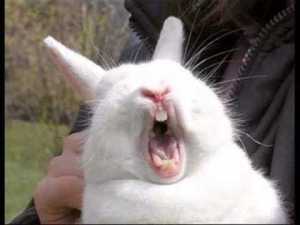 screaming bunny