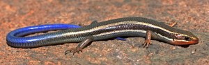skink