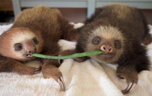sloths