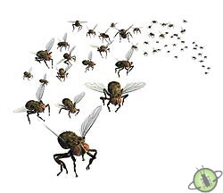 flies