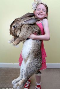 giant bunny